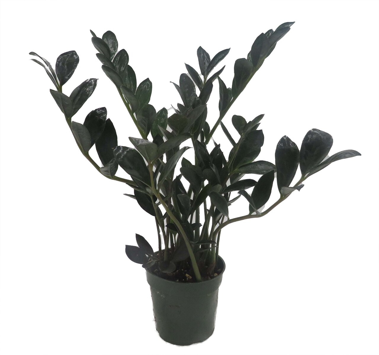 Rare Dwarf Black ZZ Plant - Zamioculcas Zamicro - 4" Pot - Houseplant